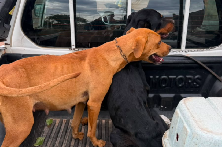 Ação conjunta resgata animais e prende dois homens suspeitos por maus-tratos.