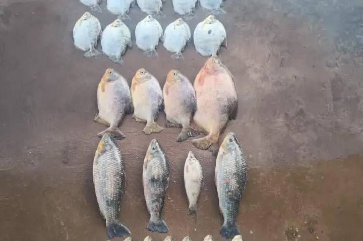 Batalhão Ambiental da PM prende homem com 13 quilos de pescado ilegal.