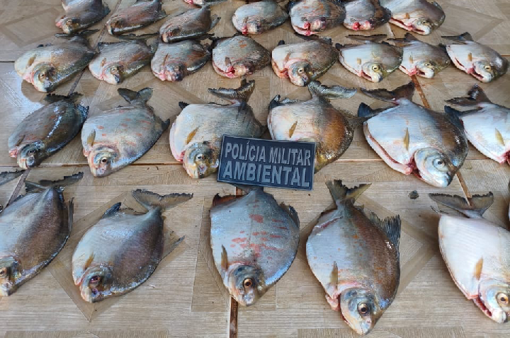 Batalhão Ambiental da PM prende homem por armazenar pescado ilegal.