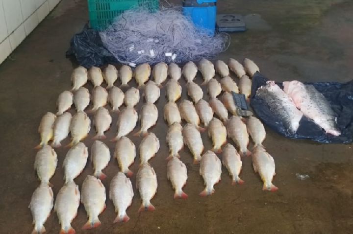 Batalhão Ambiental da PM prende homem transportando 52 unidades de pescado irregular.