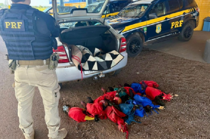 Galos escondidos em porta-malas são resgatados pela PRF em fiscalização.