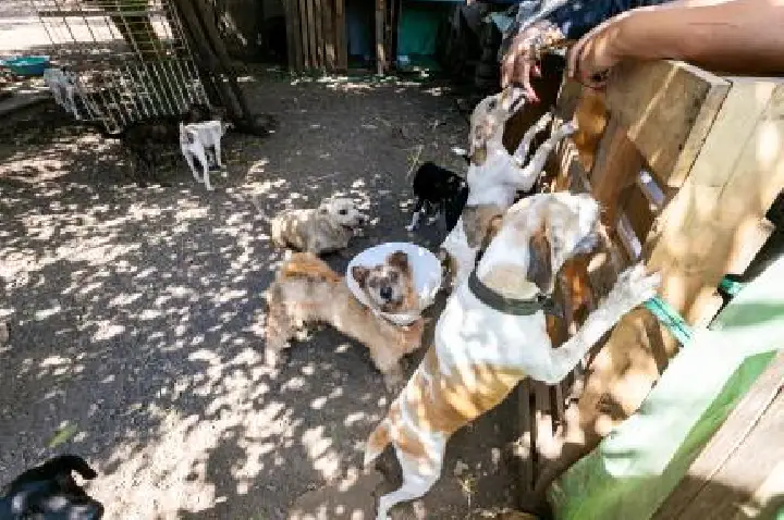 MP pede bloqueio de R$ 15 milhões da prefeitura para socorro à causa animal.