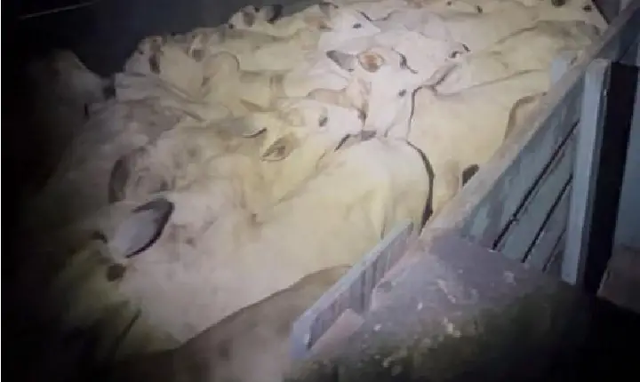 Polícia Militar frustra furto de gado em zona rural e prende suspeitos em flagrante.
