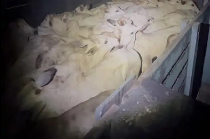 Polícia Militar frustra furto de gado em zona rural e prende suspeitos em flagrante.