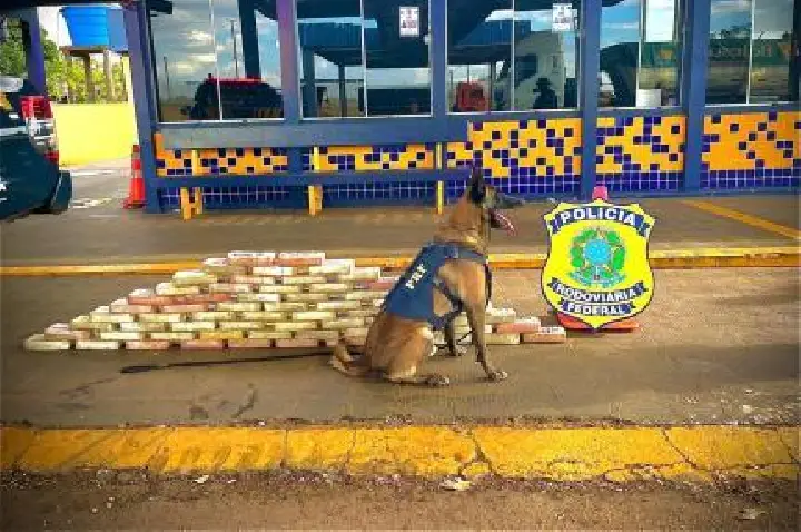 PRF apreende cerca de 70 quilos de cocaína em rodovia no interior.