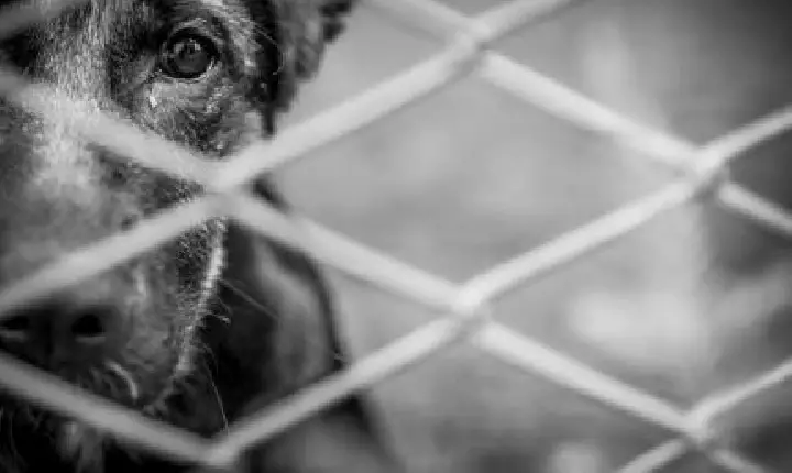 Projeto aumenta pena por maus-tratos contra cães e gatos.
