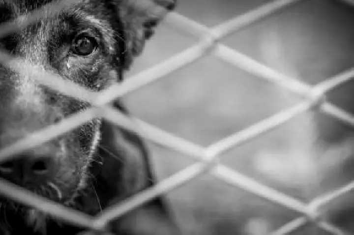 Projeto aumenta pena por maus-tratos contra cães e gatos.