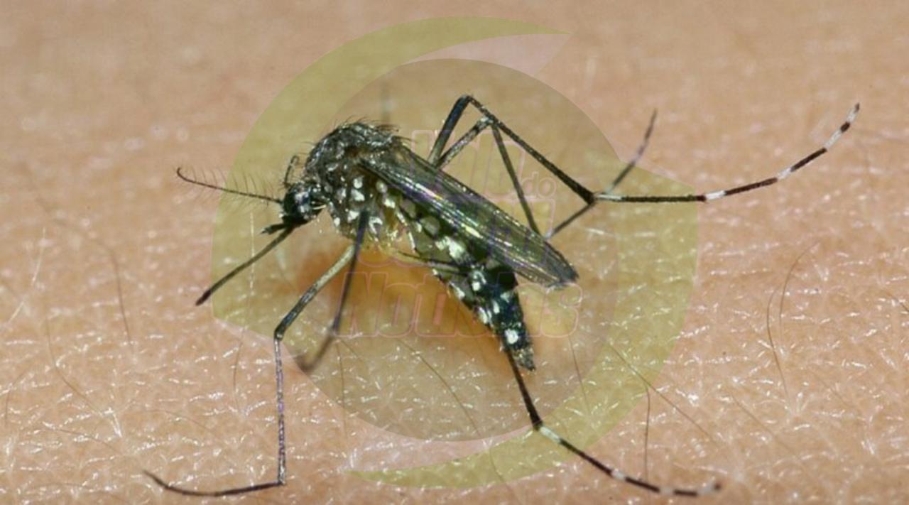 Secretaria de Saúde emite alerta sanitário após registrar recorde de casos de chikungunya em Goiás
