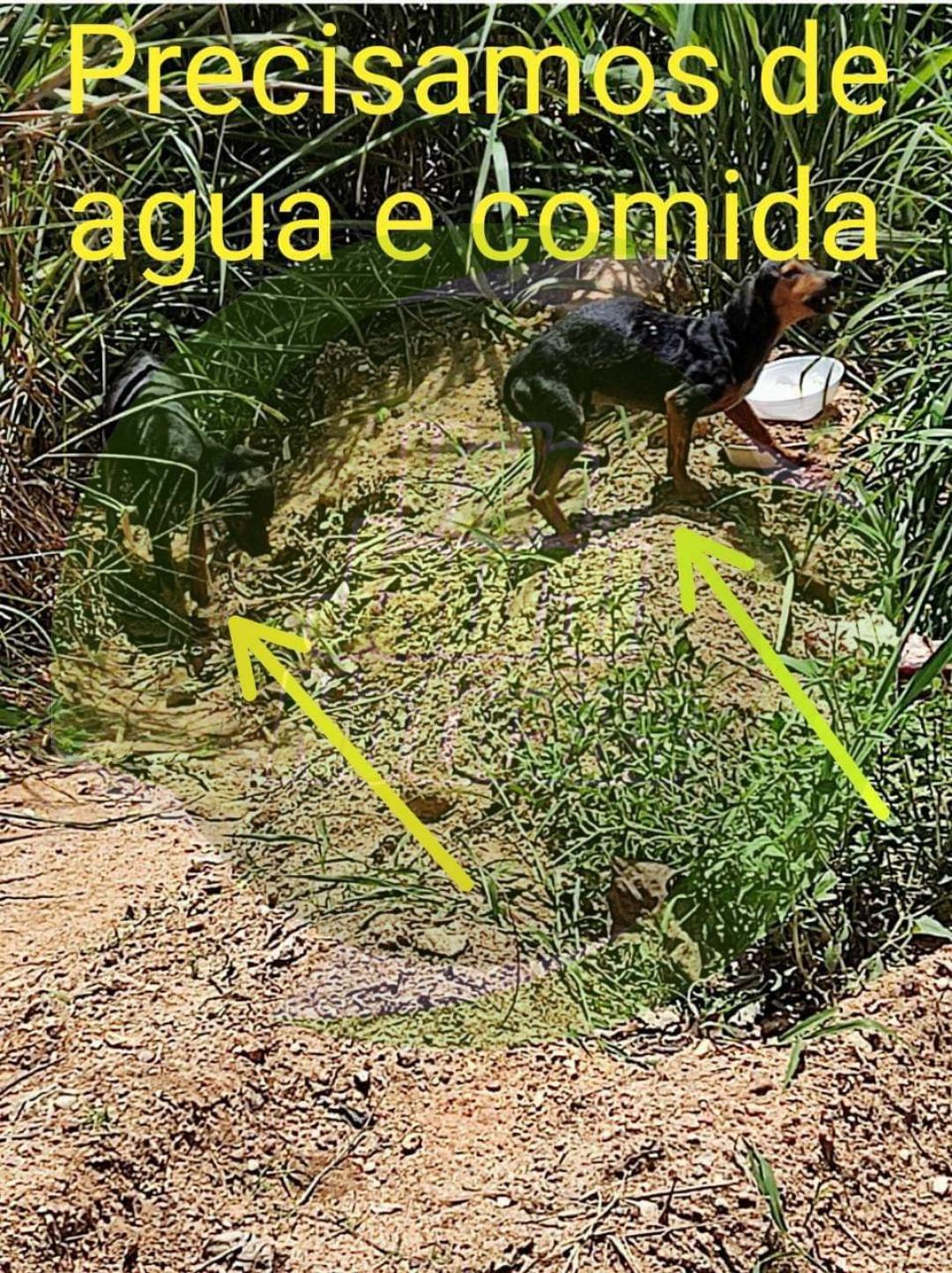 Cachorros abandonados em estrada de Jauru
