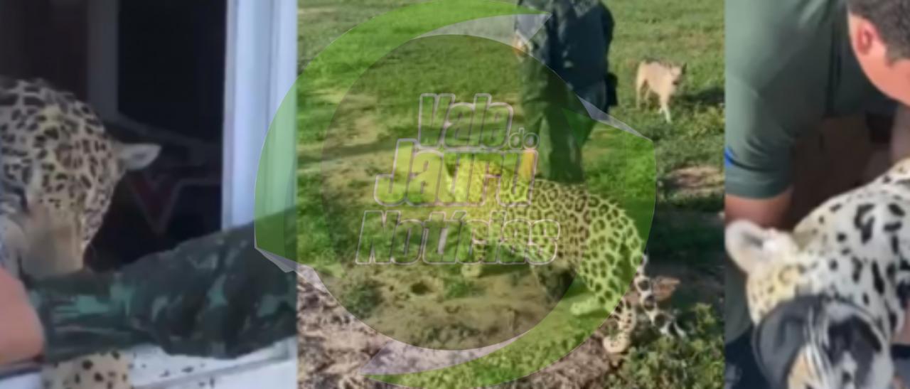 Onça-pintada que cresceu em fazenda e comia carne dentro de casa é devolvida à natureza