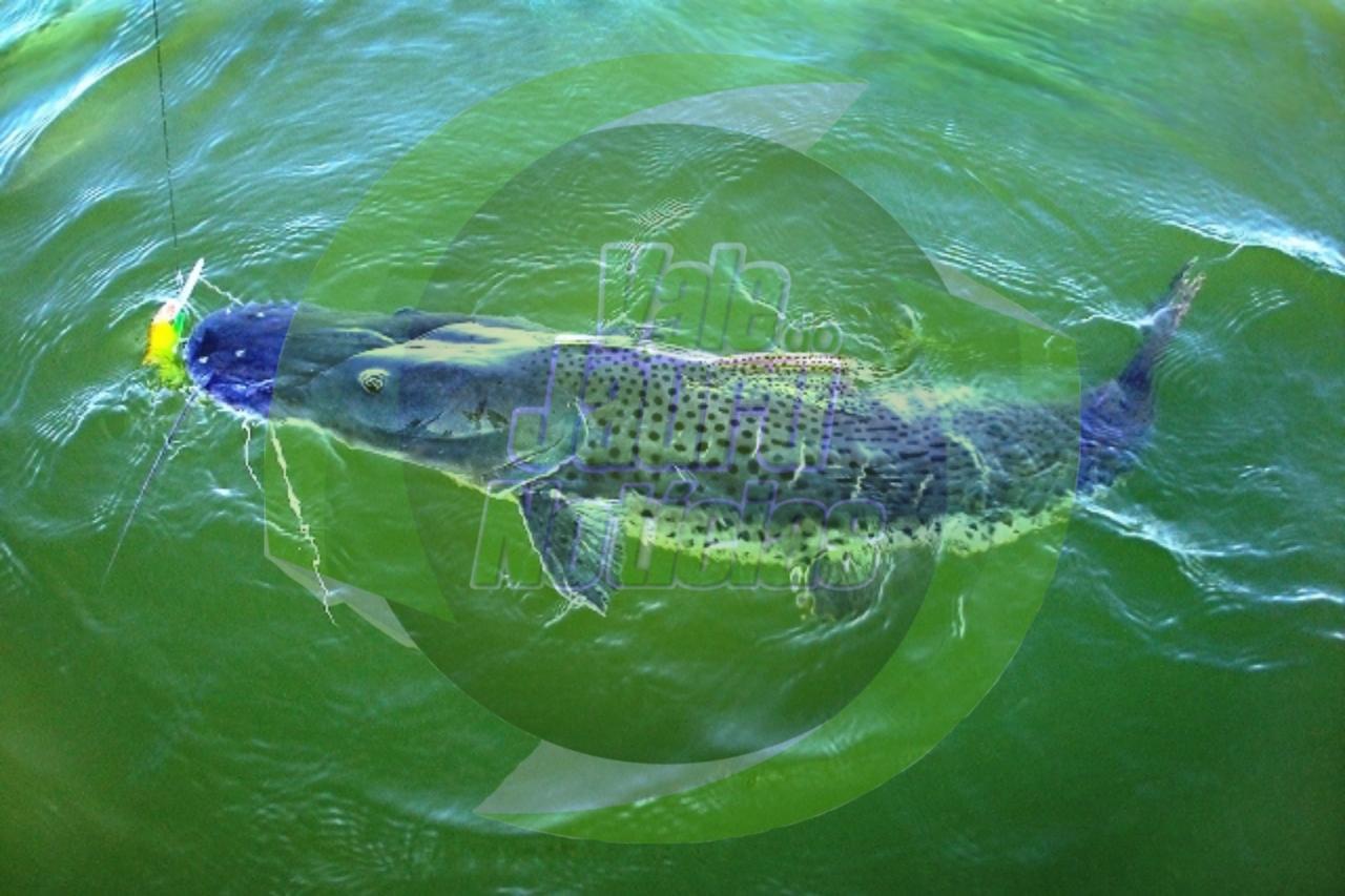 PESCA DE PINTADO PASSA A SER PROIBIDA EM TODO O BRASIL A PARTIR DE SETEMBRO