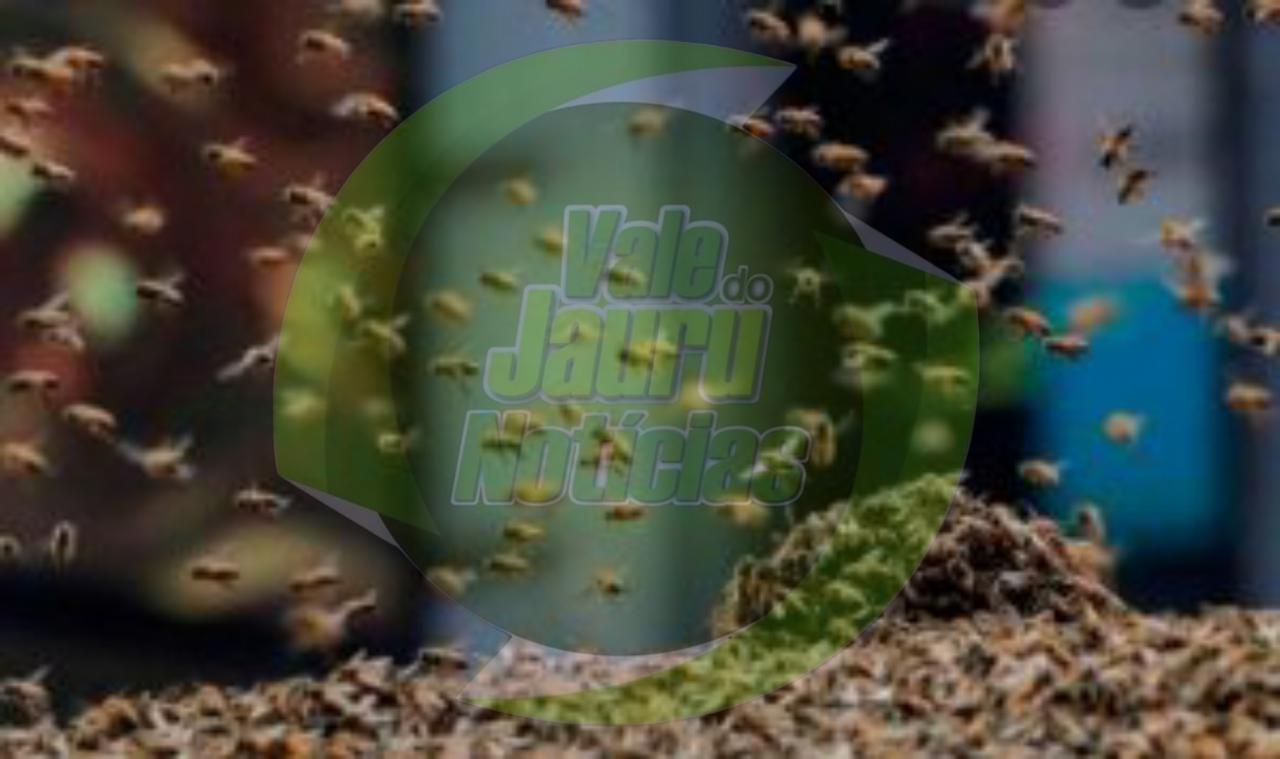 Abelhas invadem festa e deixam feridos em cidade de MT