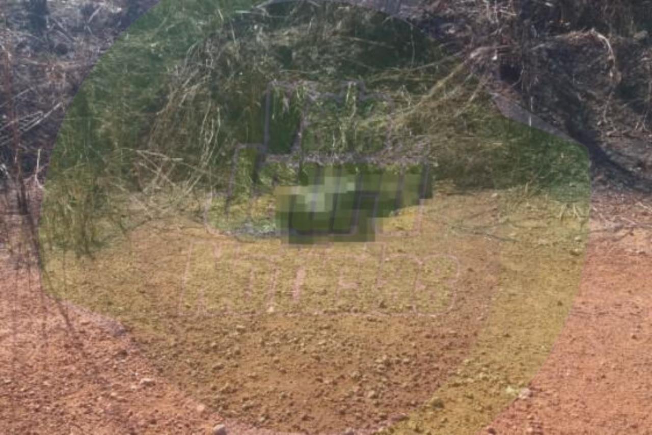 Corpo carbonizado é encontrado na Rodovia dos Imigrantes