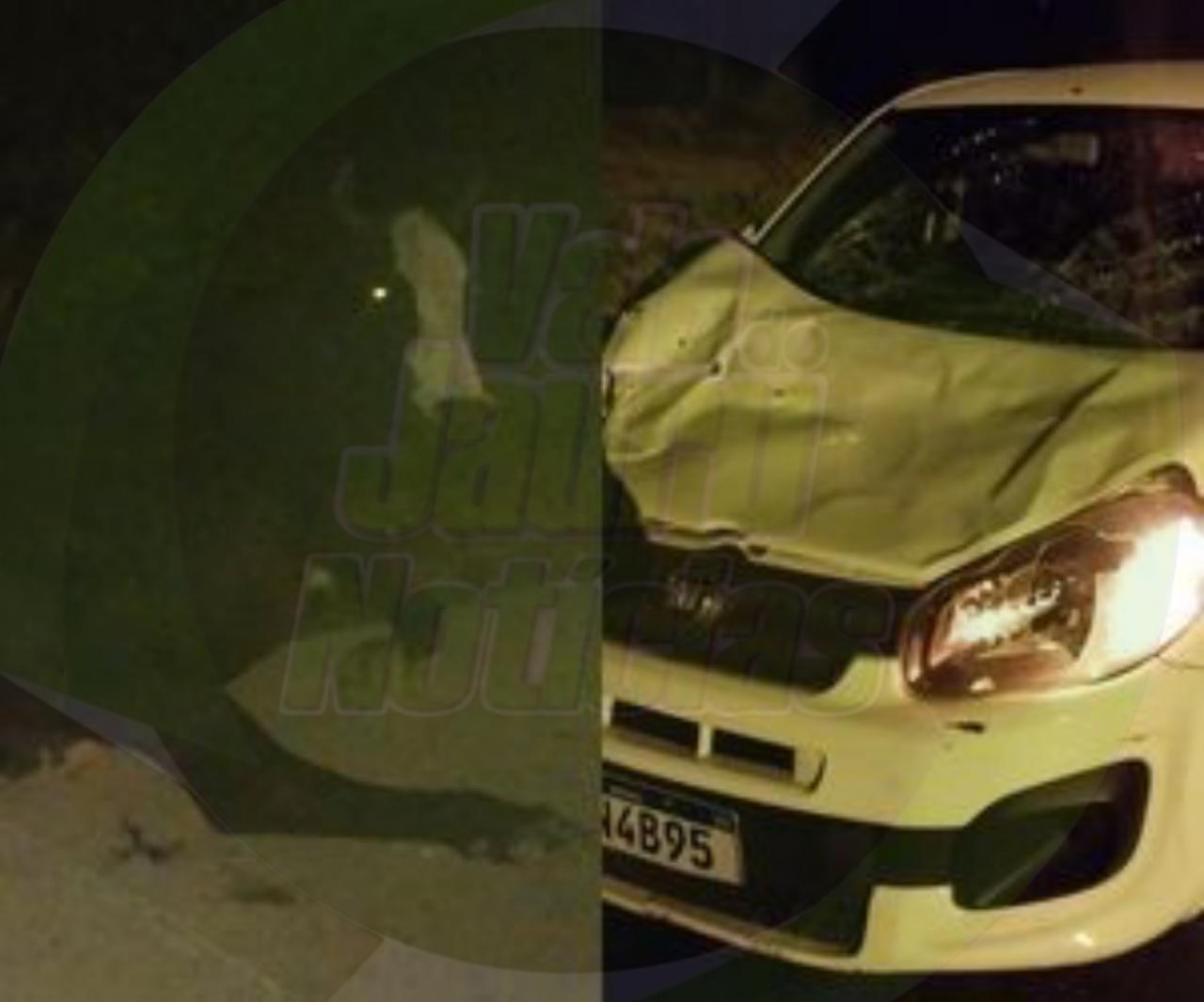 Uber atropela boi e deixa passageiras feridas; dono do animal teve que pagar despesas