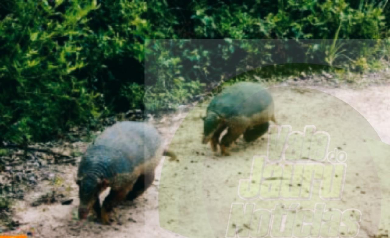 Ameaçados de extinção, tatus-canastra são flagrados por câmera de monitoramento da Sema-MT