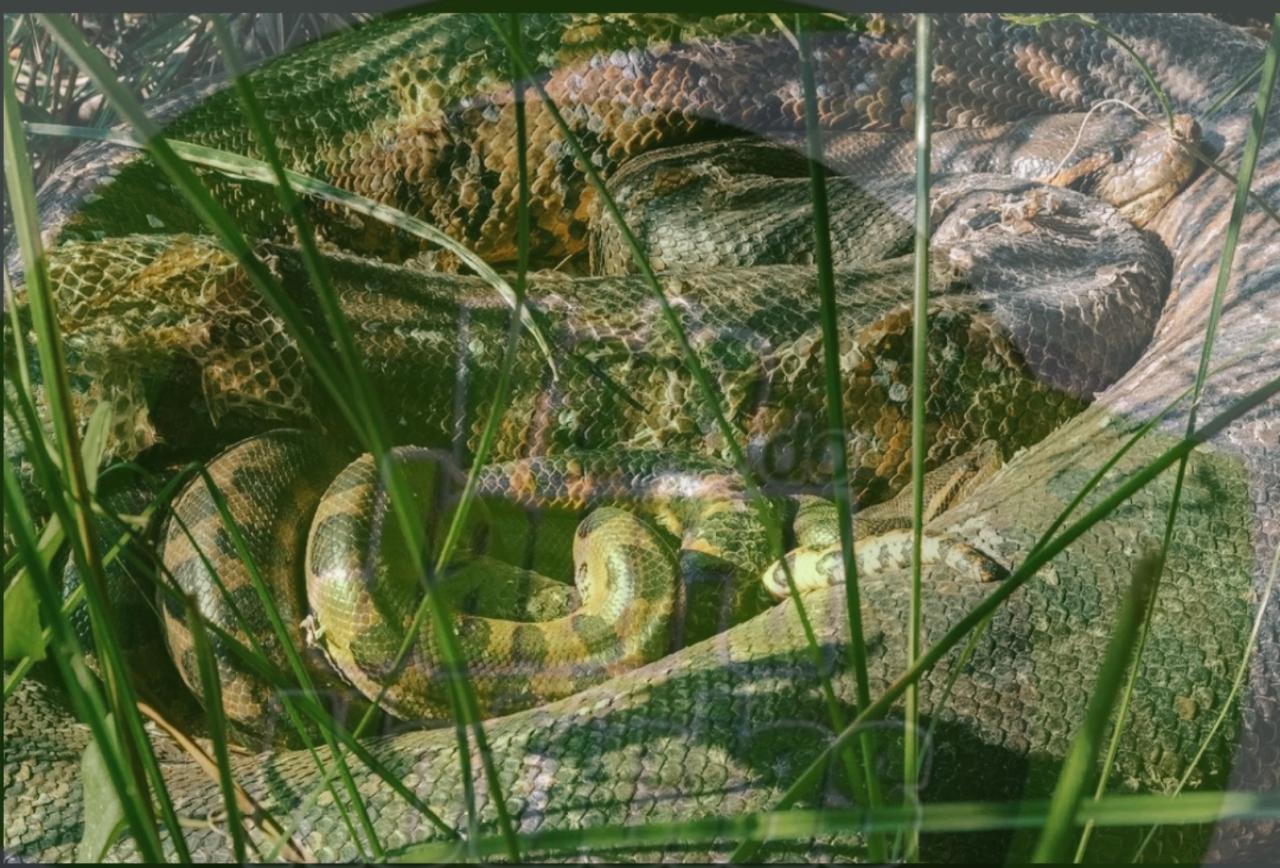 'Bolo reprodutivo': fotógrafo faz registro raro de sucuris acasalando às margens de rio em Bonito