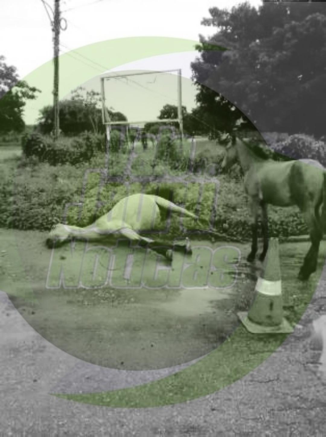 Donos de animais soltos nas ruas pagarão até R$ 3.433,10 de multa em Cáceres