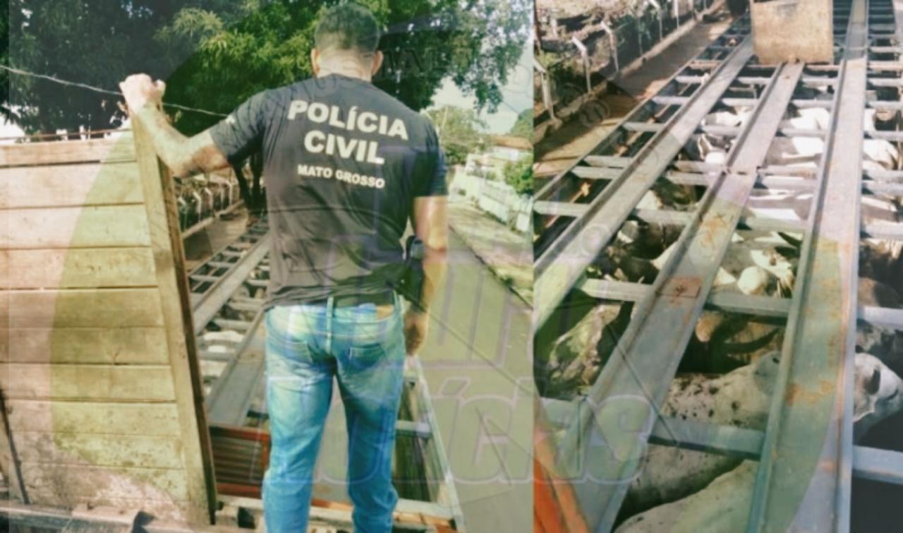 GADO ROUBADO EM FAZENDA NA CIDADE DE PORTO ESTRELA É RECUPERADO E SUSPEITOS SÃO PRESOS PELA POLÍCIA CIVIL DE CÁCERES