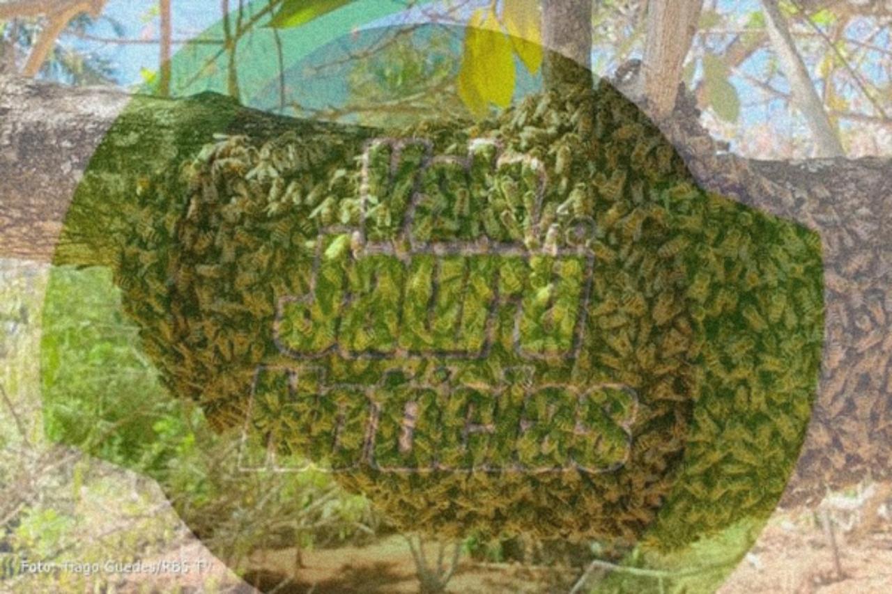 Homem morre após sofrer ataque de abelhas em fazenda de MT