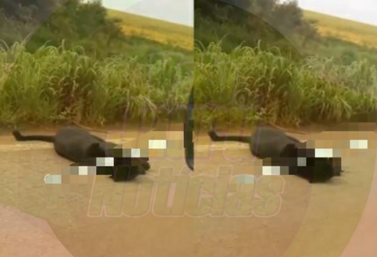 Imagem mostra onça-preta atropelada na MT-485 em Lucas