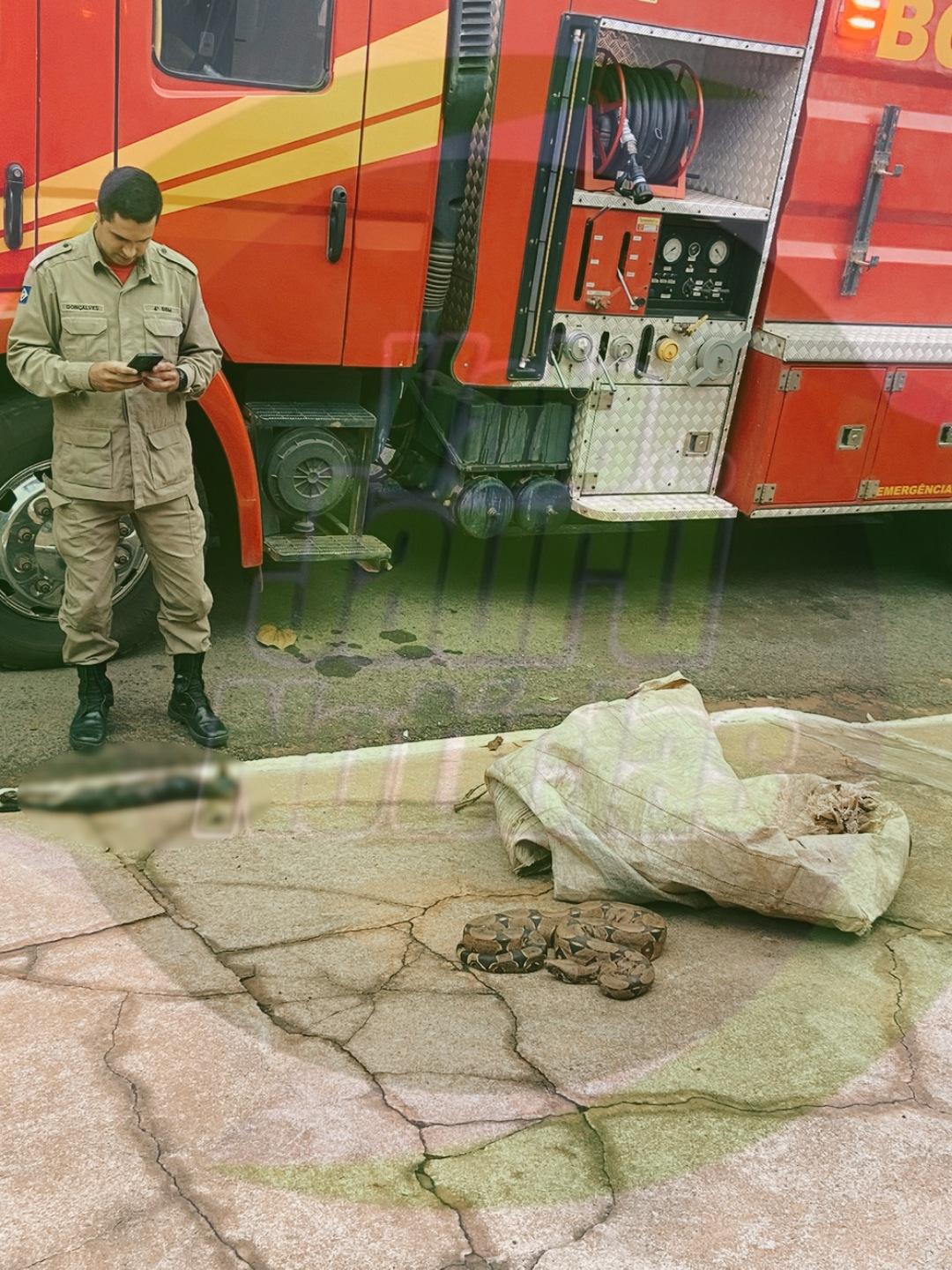 Jiboia de 2 metros engole gato e assusta moradores em MT