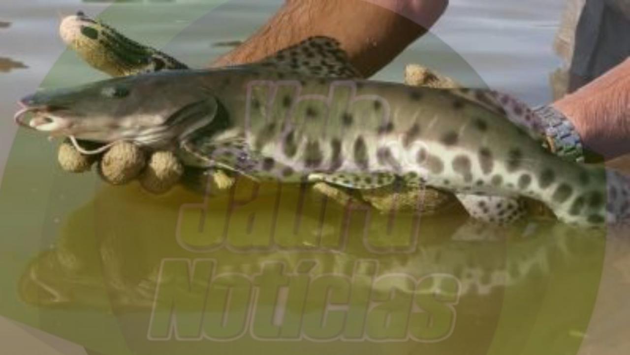 Ministério libera pesca do Pintado na bacia do Alto Paraguai