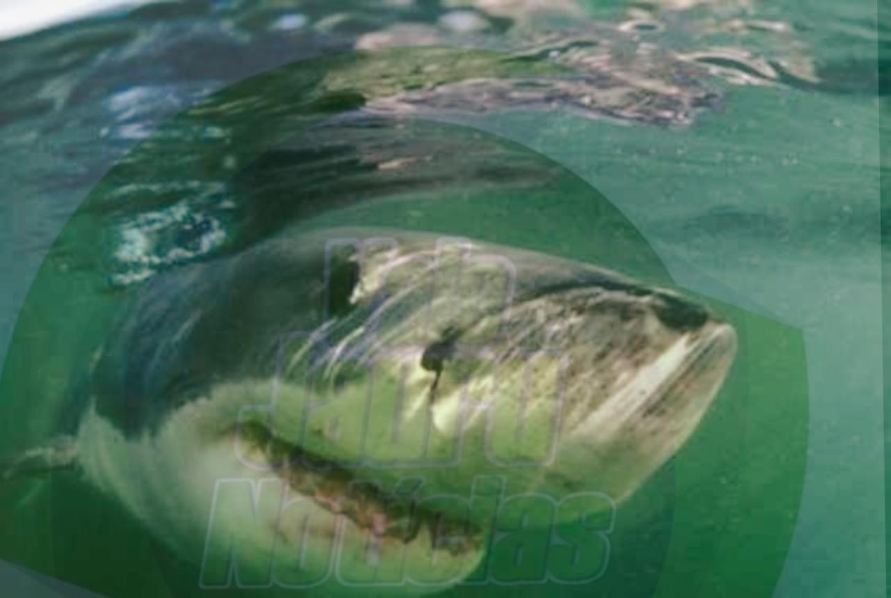 Adolescente é morta por tubarão enquanto nadava com golfinhos na Austrália