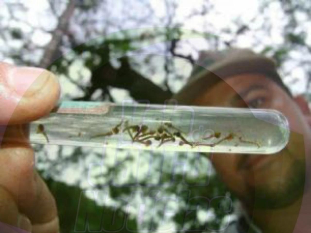 Cáceres vive nova epidemia de dengue alerta Secretaria Municipal de Saúde