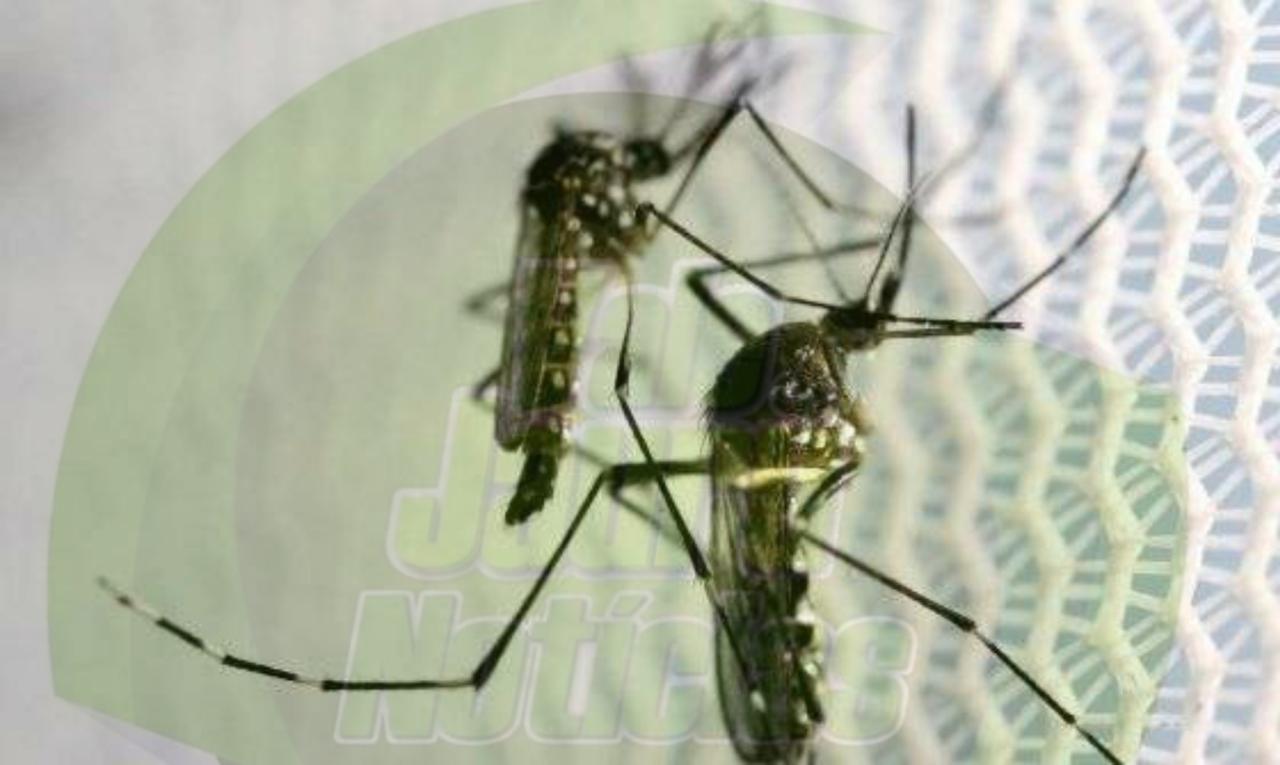 Saúde de MT alerta para importância de reforçar o combate à dengue