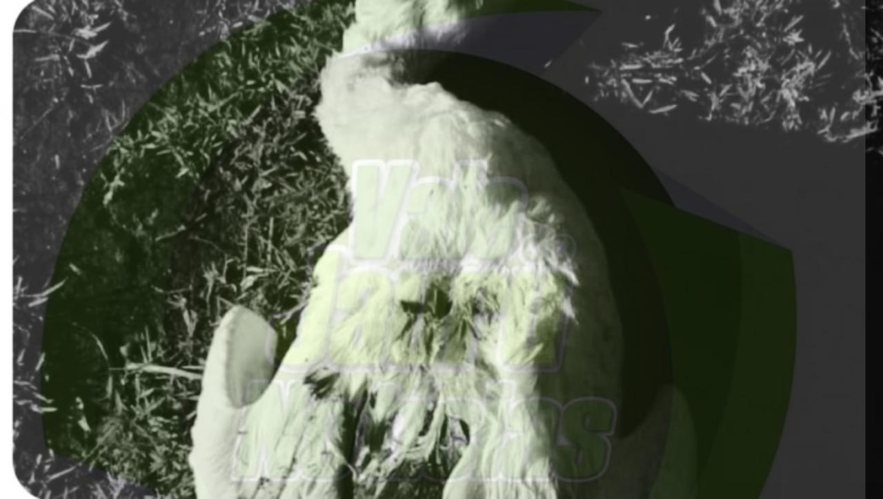 Vandalismo em Araputanga: desta vez um dos gansos do lago azul é morto com sinais de crueldade