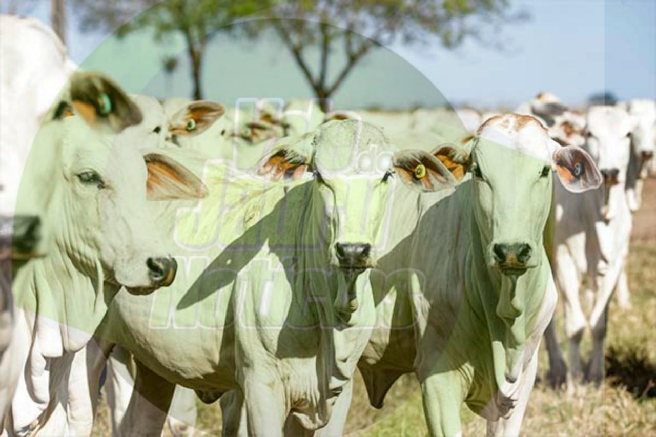 Com novo recorde, MT se mantém na liderança com o maior rebanho bovino do país