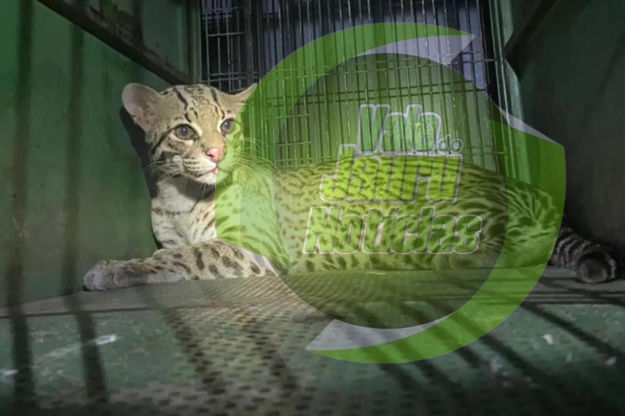 Jaguatirica que foi atropelada em Cuiabá morre horas após resgate