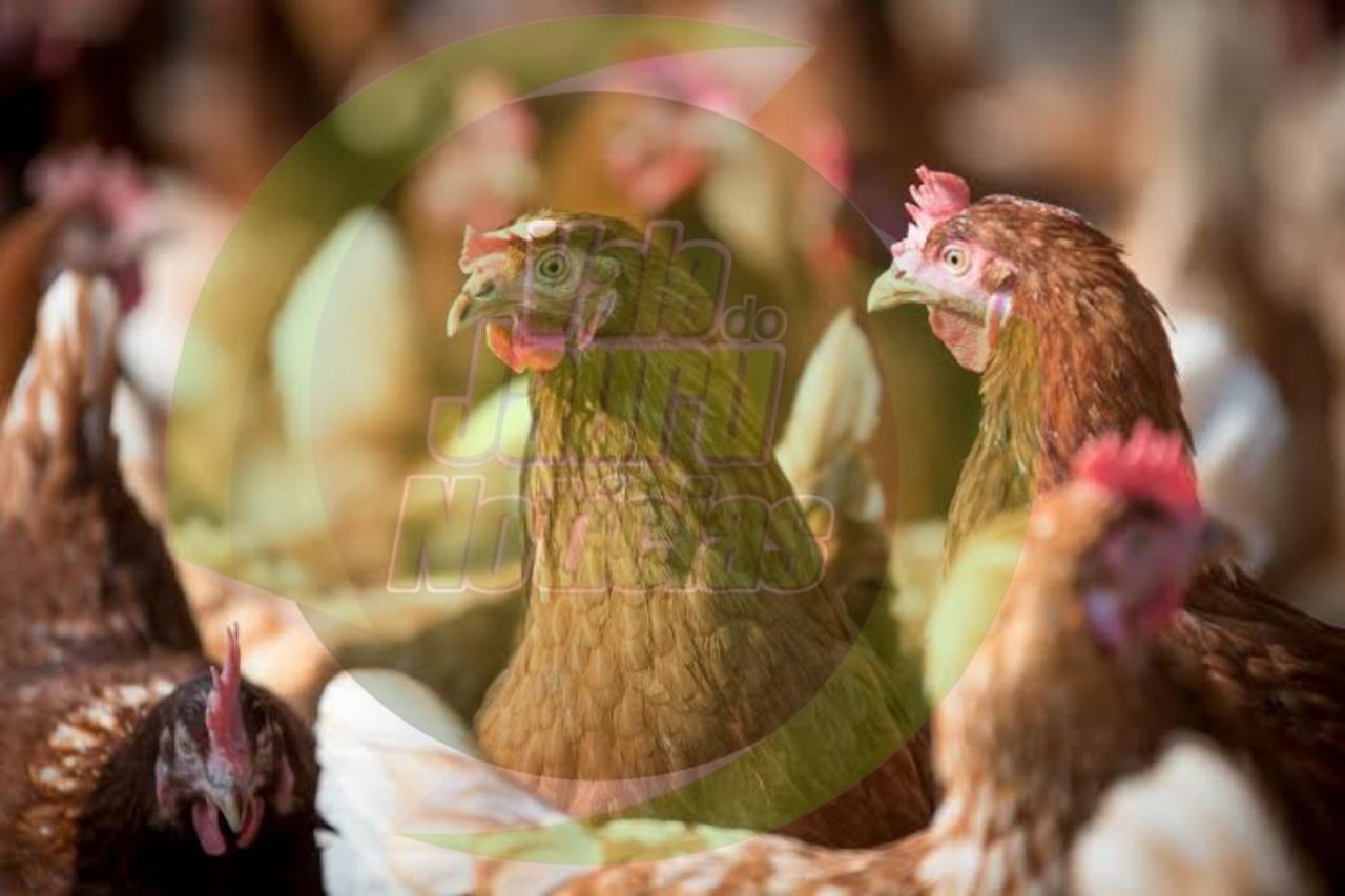 MT registra aumento de 130% nas exportações de carne de frango. 19 mil toneladas