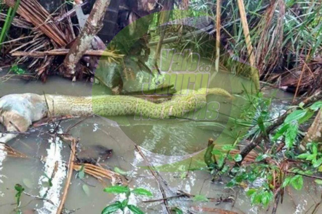 Sucuri morre engasgada ao tentar comer cachorro, em Tocantins
