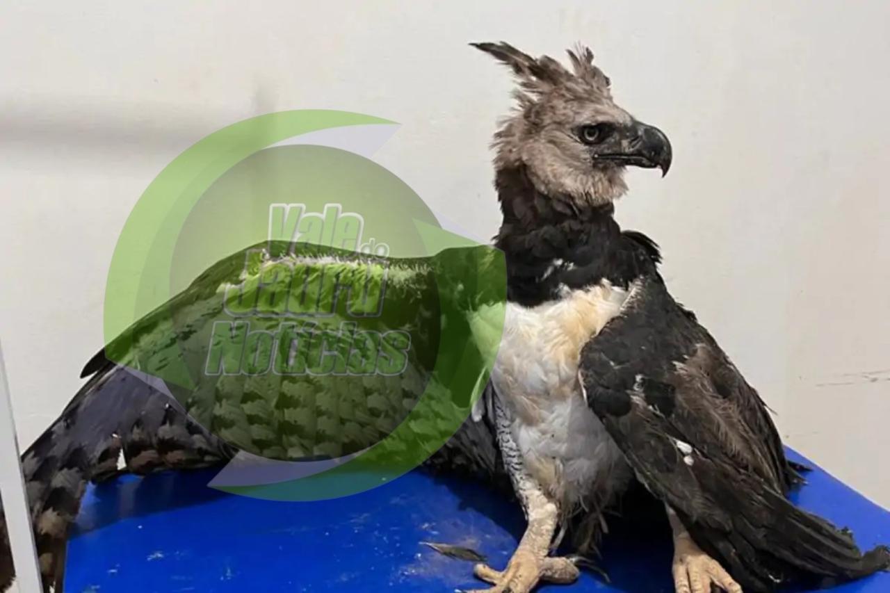 Gavião-real ferido na asa com arma de fogo é resgatado em MT