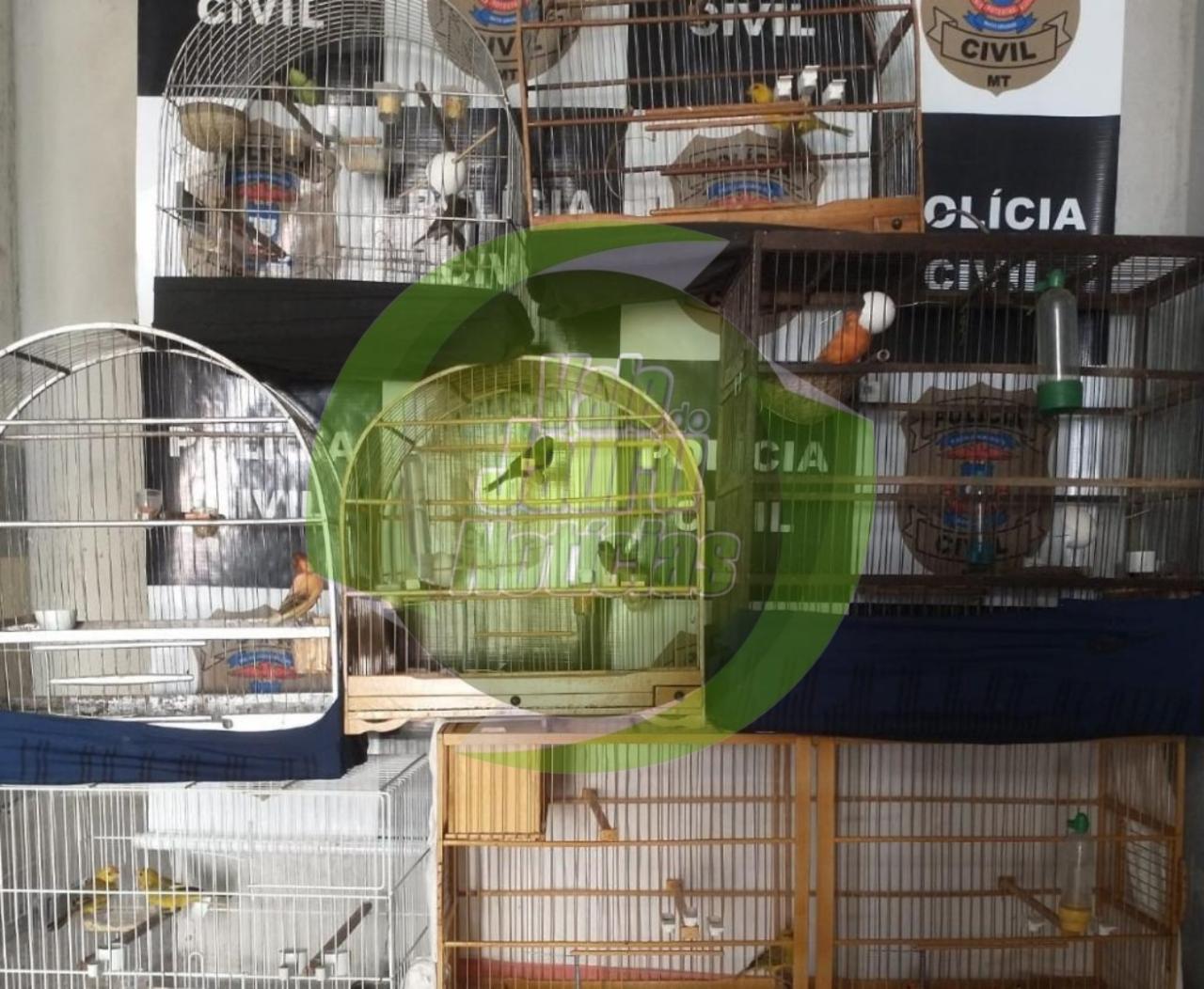 Polícia Civil apreende pássaros silvestres criados em cativeiro em Nova Lacerda