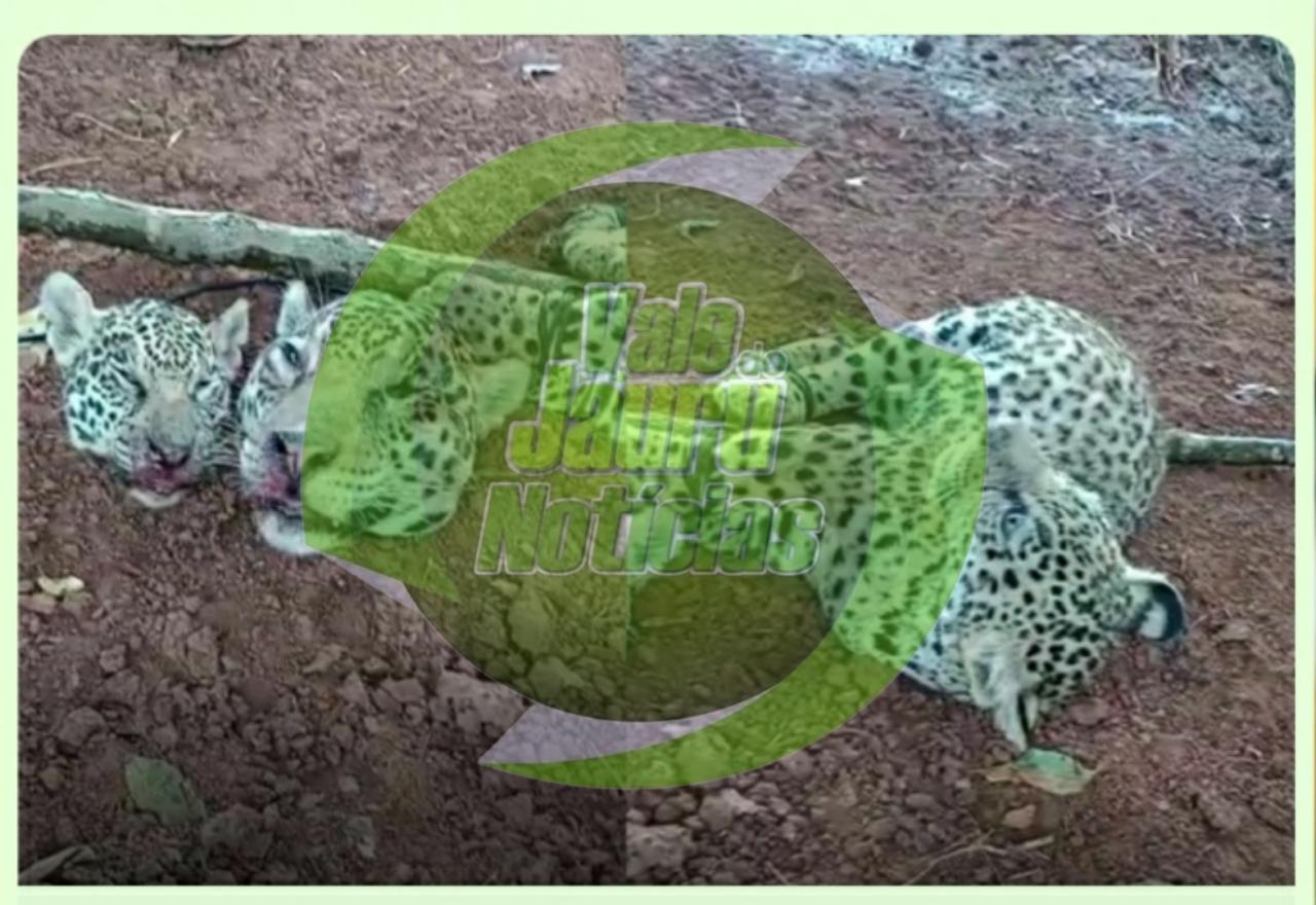 Suspeito de ter decapitado onças é solto em Cáceres MT