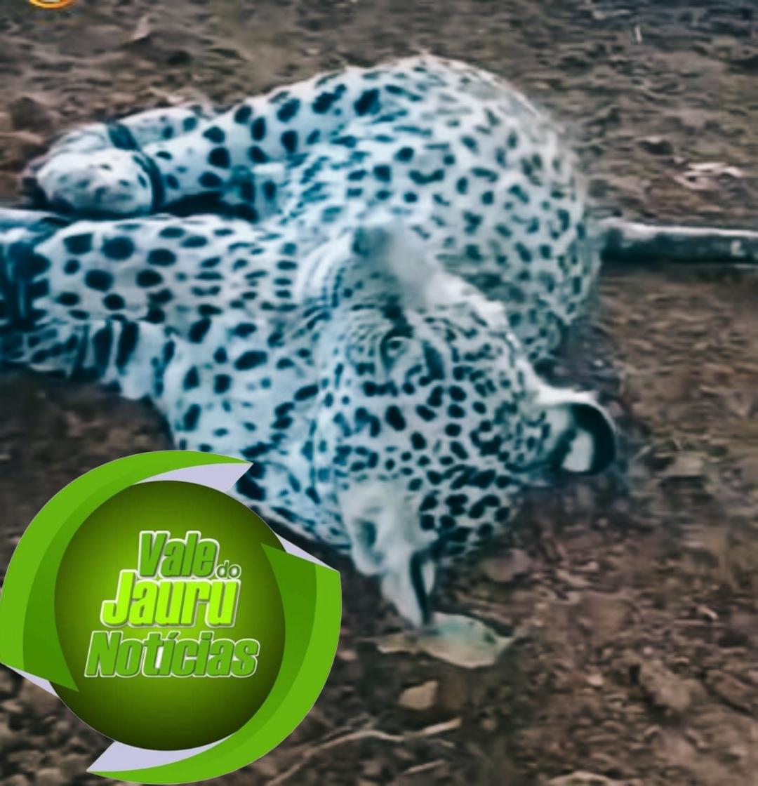 Suspeito de torturar e matar onças em vídeo é preso em Cáceres