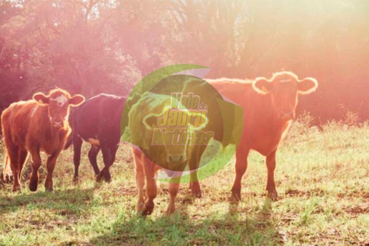 Touro mais caro do país é de Cáceres: vale R$ 1,2 milhão e tem mais de um dono