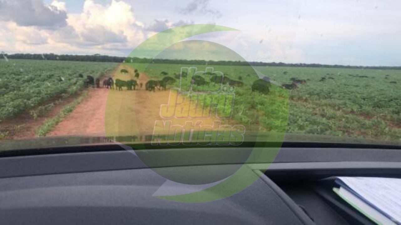 Homem morre após levar tiro de amigo em caçada a javalis no interior de SP