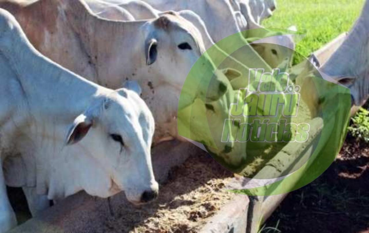 Justiça autoriza vender bois em fazenda de família do tráfico em Cáceres