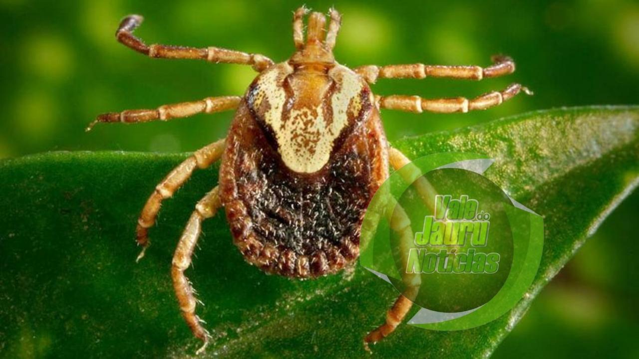 Após negar probabilidades, secretaria de Saúde investiga três casos suspeitos de febre maculosa em Mato Grosso