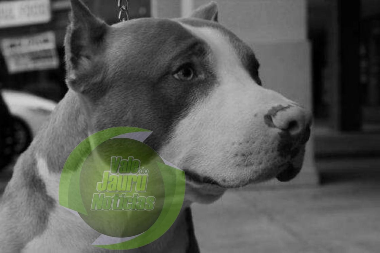 Bebê morre ao ser atacado por pitbull em Guaianases, na zona leste de SP