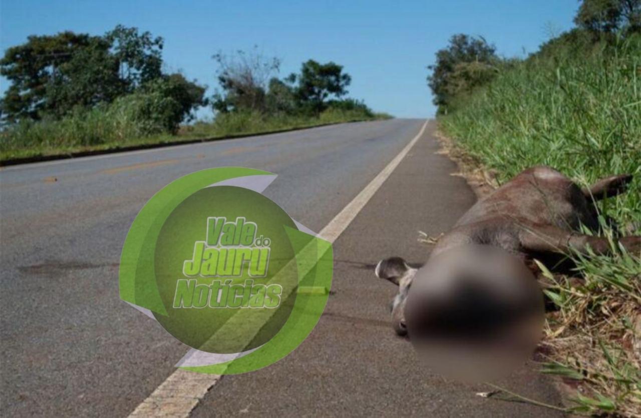 Pecuarista morre depois de atropelar anta e capotar carro na MT-338