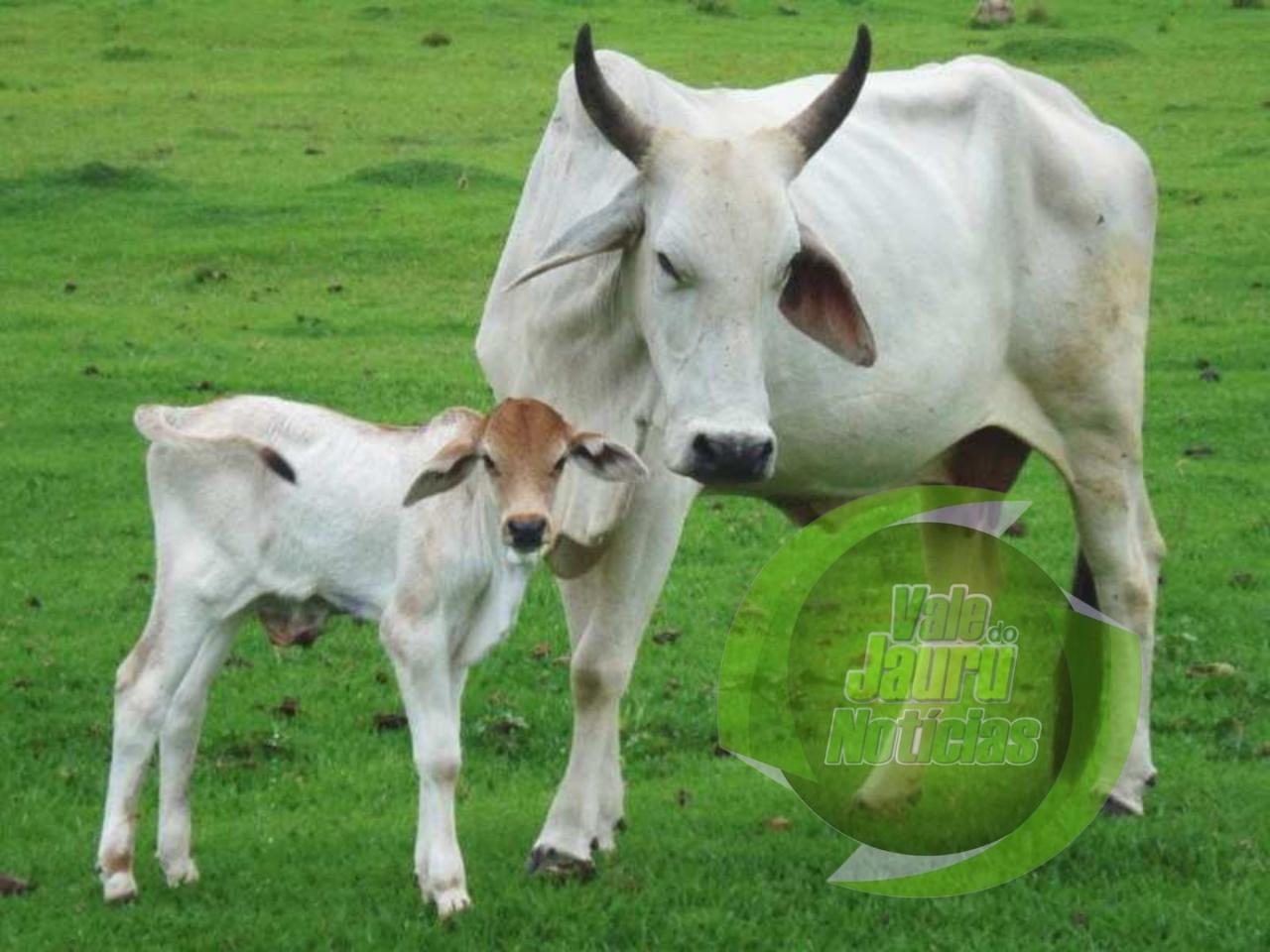 Polícia Civil investiga ‘sumiço’ de cinco carneiros e um bezerro em Cáceres