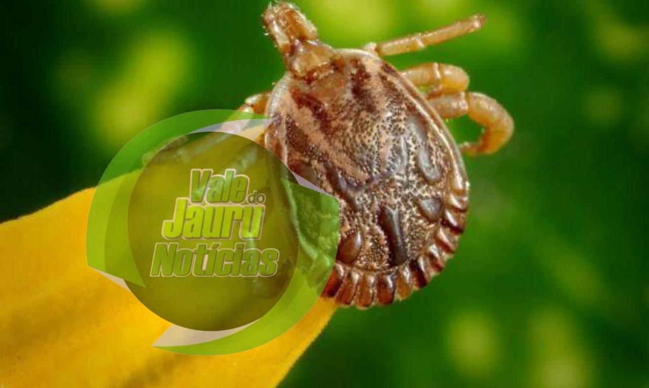 Saiba como evitar contato com o carrapato que causa a febre maculosa, que já matou 4 pessoas no país