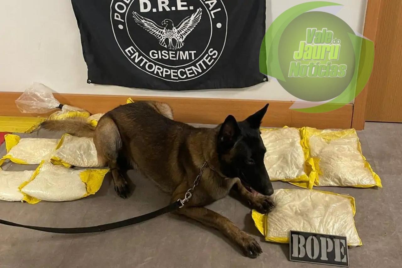 Flagra em aeroporto! Cão encontra mais de 10 kg de drogas enrolados em passageiros em MT