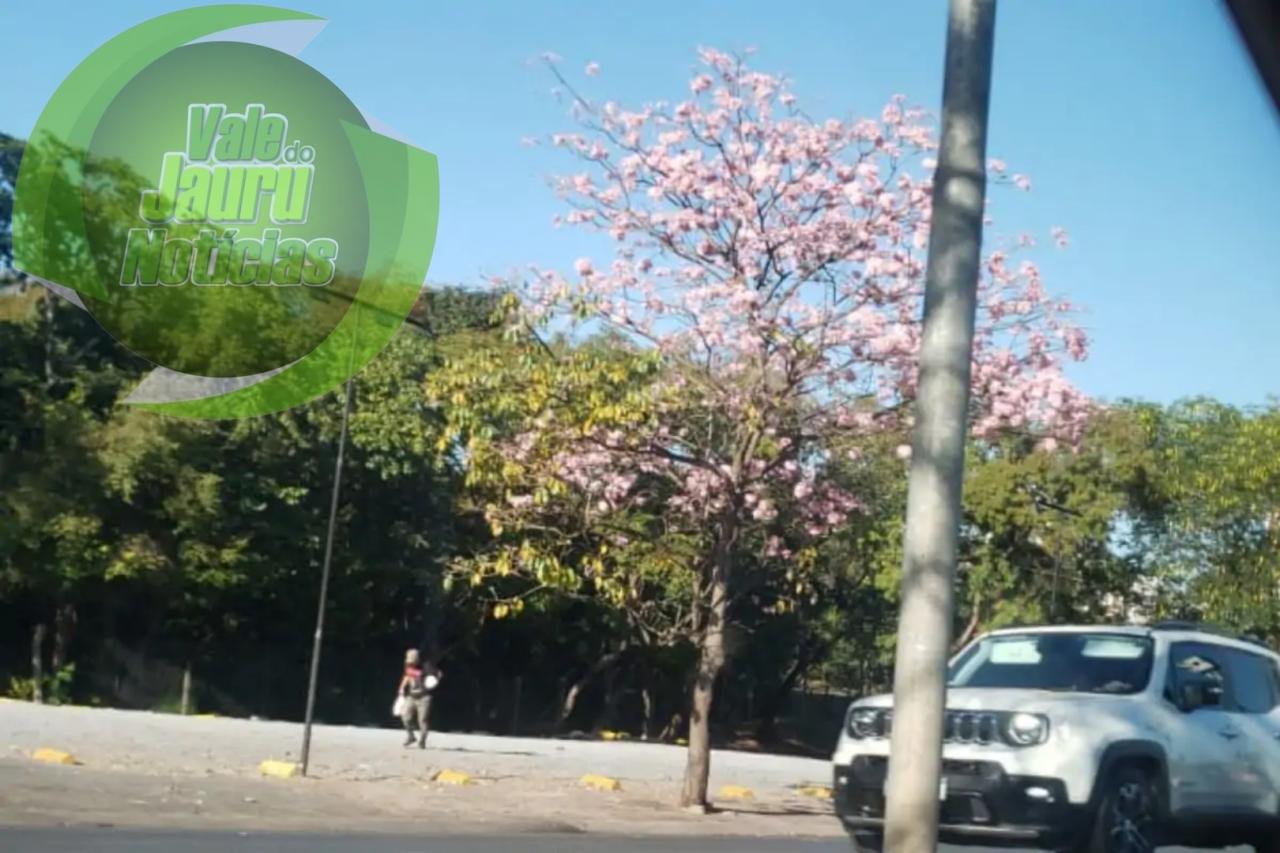 Floração antecipada dos Ipês em MT alerta para mudanças climáticas