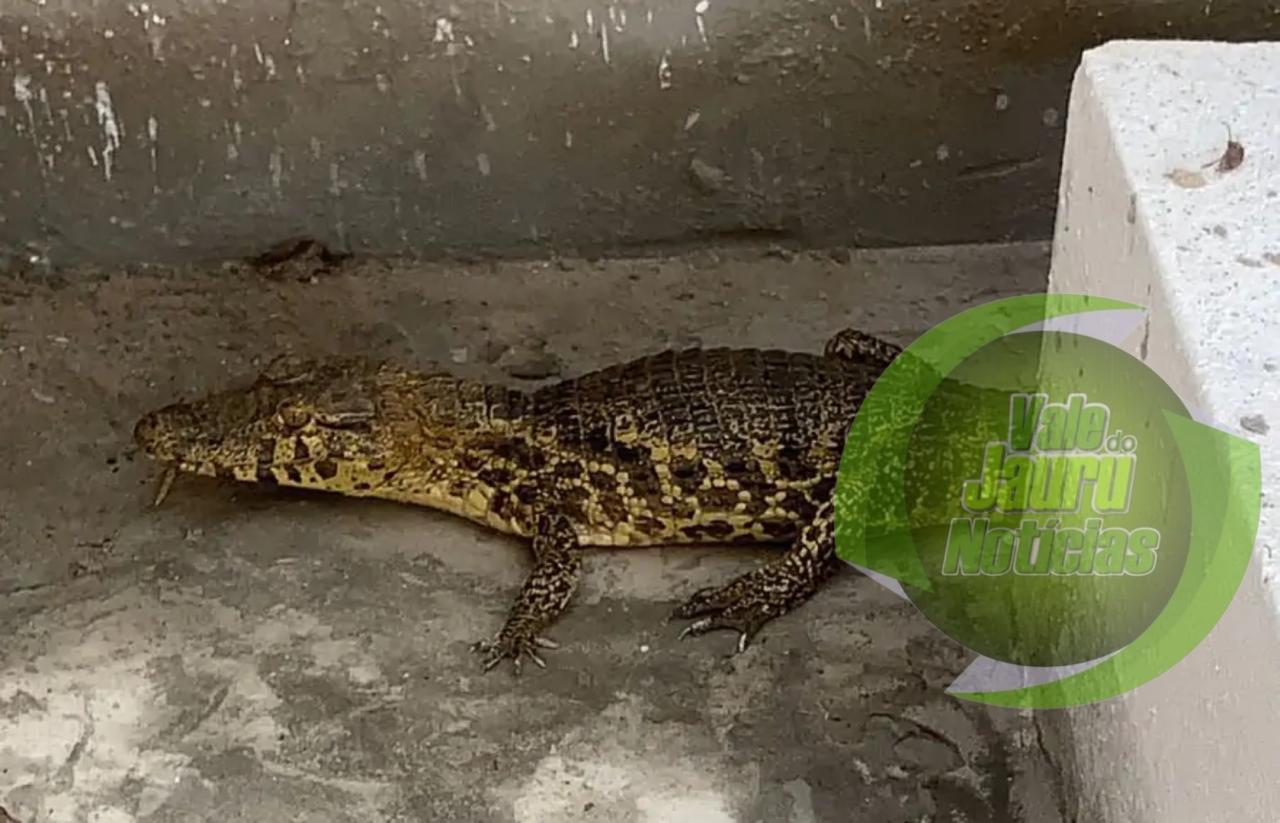 Jacaré invade casa em Cáceres, fica agressivo e é retirado com toalha por vizinho de idosa