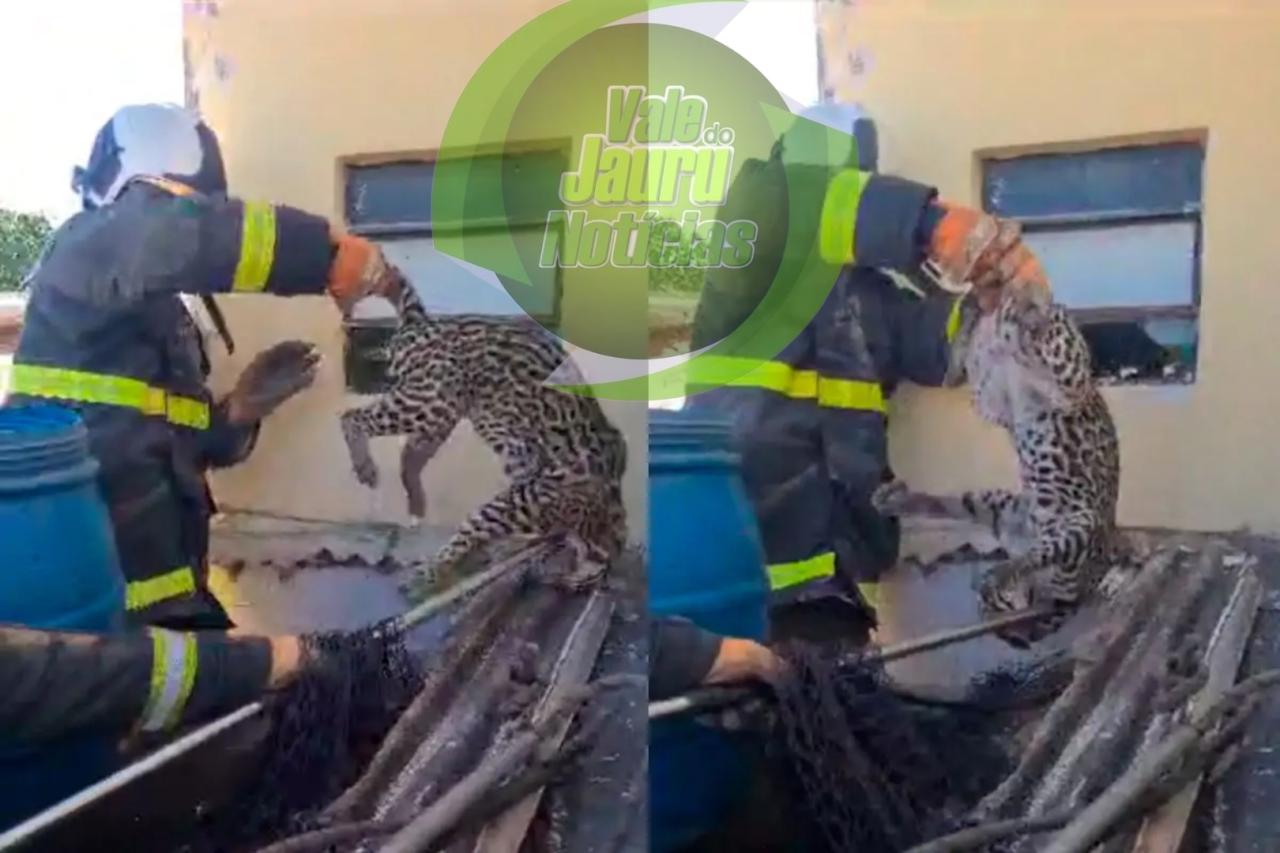 Jaguatirica é capturada em garagem de casa em Cuiabá